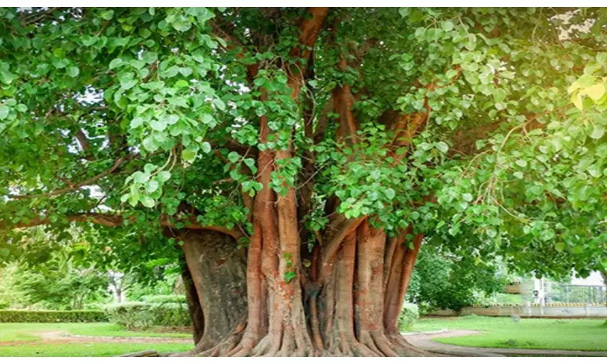 Peepal Tree