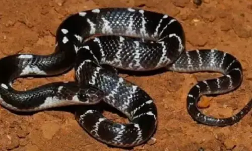 सीतापुर जिले में माँ के साथ जमीन पर सो रही 13 वर्षीय बच्ची के करैत के काटने से मौत हो गई।