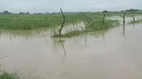 haryana flood alert