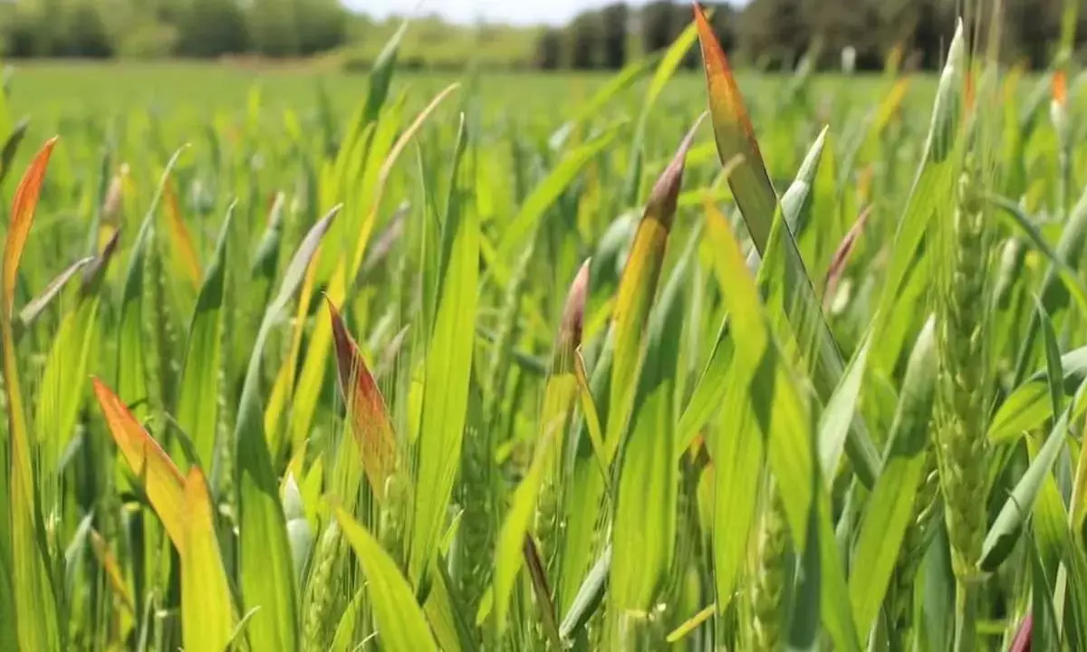 यूरिया संकट : धान की पत्तियां ही नहीं, किसानों का चेहरा भी पड़ रहा पीला यूरिया संकट : धान की पत्तियां ही नहीं, किसानों का चेहरा भी पड़ रहा पीला