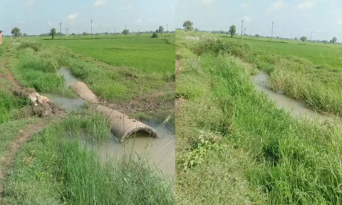 घास-फूस और झाड़ी झंकड़ घास-फूस और झाड़ी झंकड़