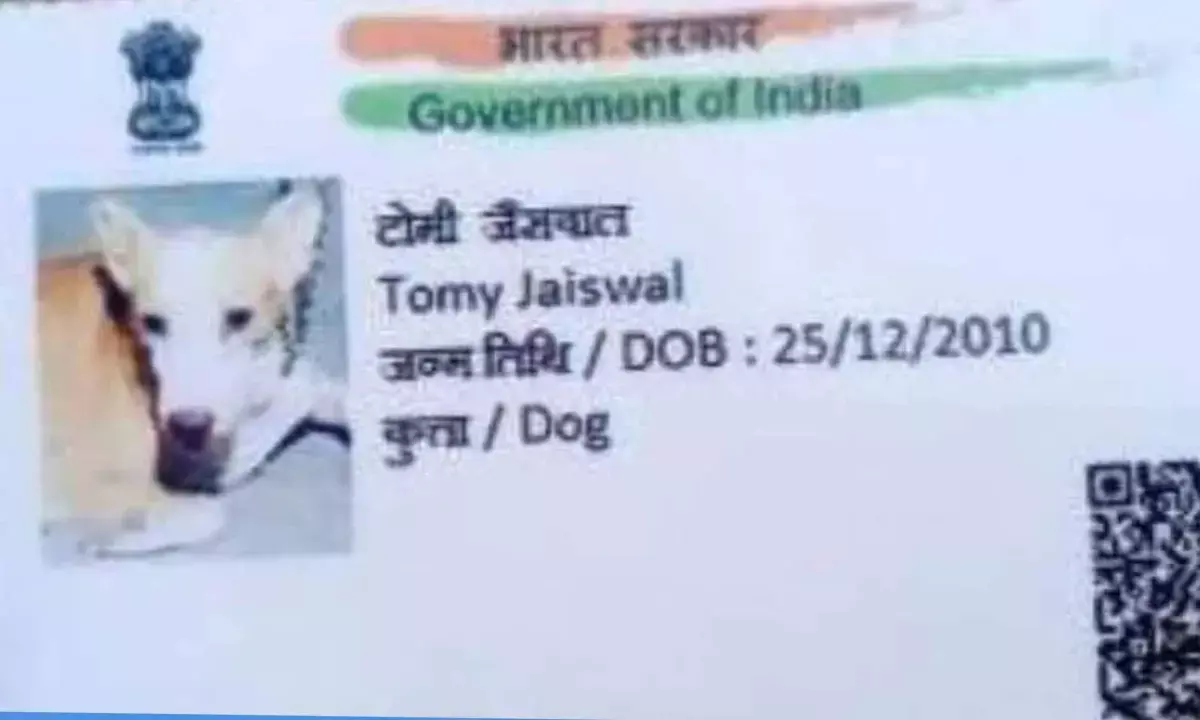 ग्वालियर में कैसे बना कुत्ते का आधार कार्ड? कलेक्टर ने जांच के आदेश
