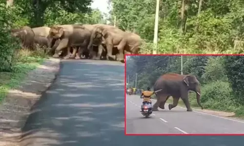 हाथी का झुंड