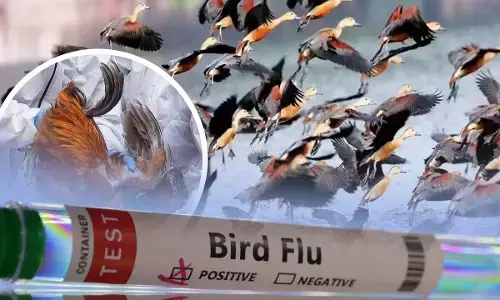 Bird Flu In Delhi