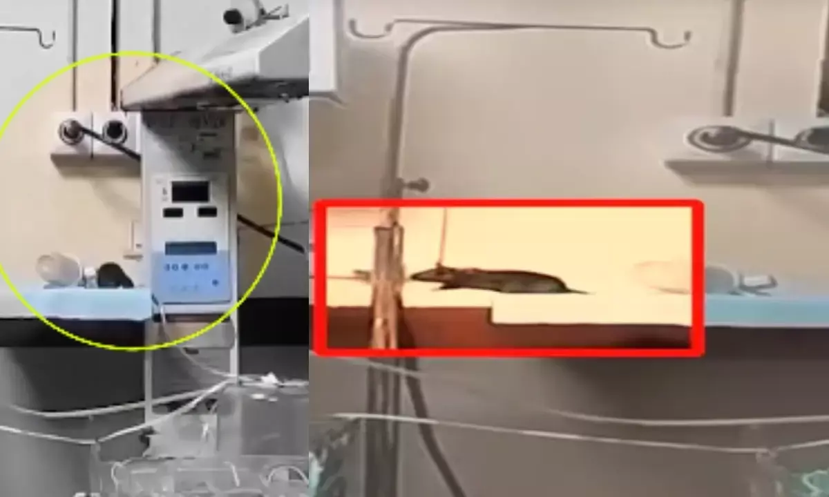 इंदौर के  MY अस्पताल में बच्चों को चूहों ने कुतरा, नवजात की मौत।