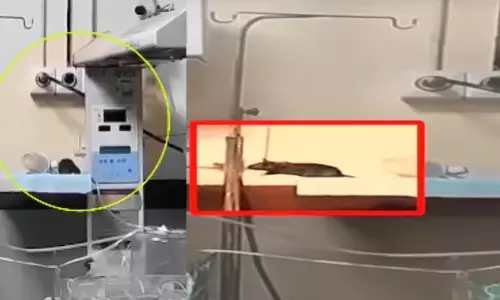 इंदौर के  MY अस्पताल में बच्चों को चूहों ने कुतरा, नवजात की मौत।