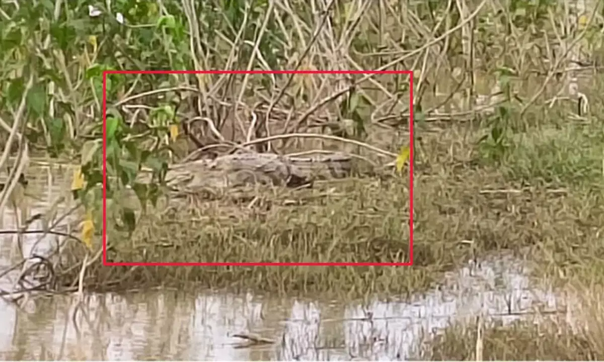 मगरमच्छ