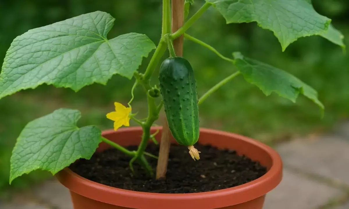 cucumber plantation tips in hindi