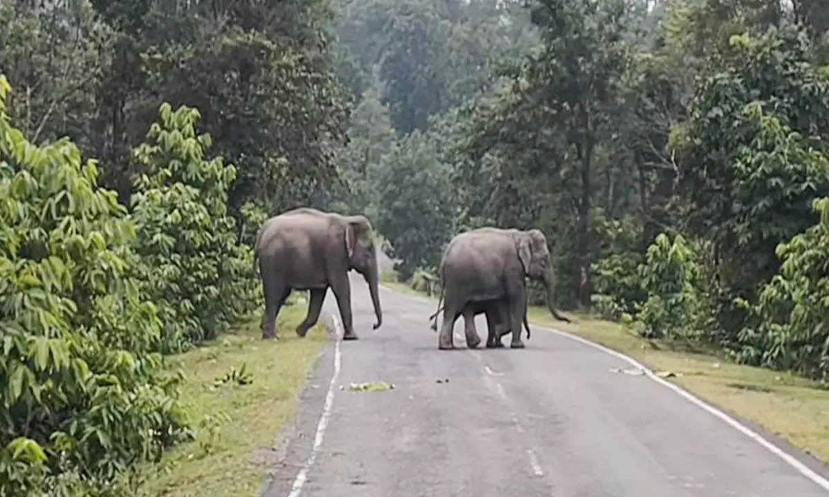 सड़क पार करता हुआ हाथियों का झुंड
