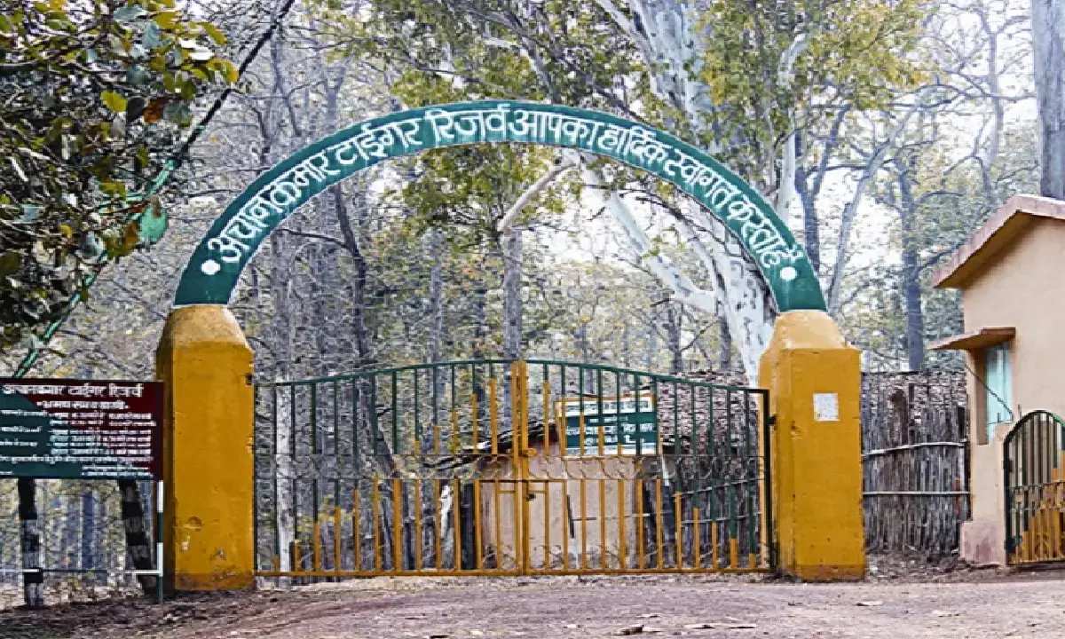 लोरमी में वन विभाग की टीम ने 10 नग सागौन लठ्ठा बरामद किया है।