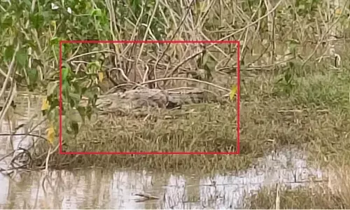 मगरमच्छ