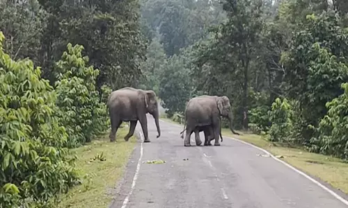 सड़क पार करता हुआ हाथियों का झुंड
