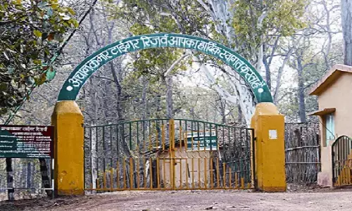 लोरमी में वन विभाग की टीम ने 10 नग सागौन लठ्ठा बरामद किया है। लोरमी में वन विभाग की टीम ने 10 नग सागौन लठ्ठा बरामद किया है।