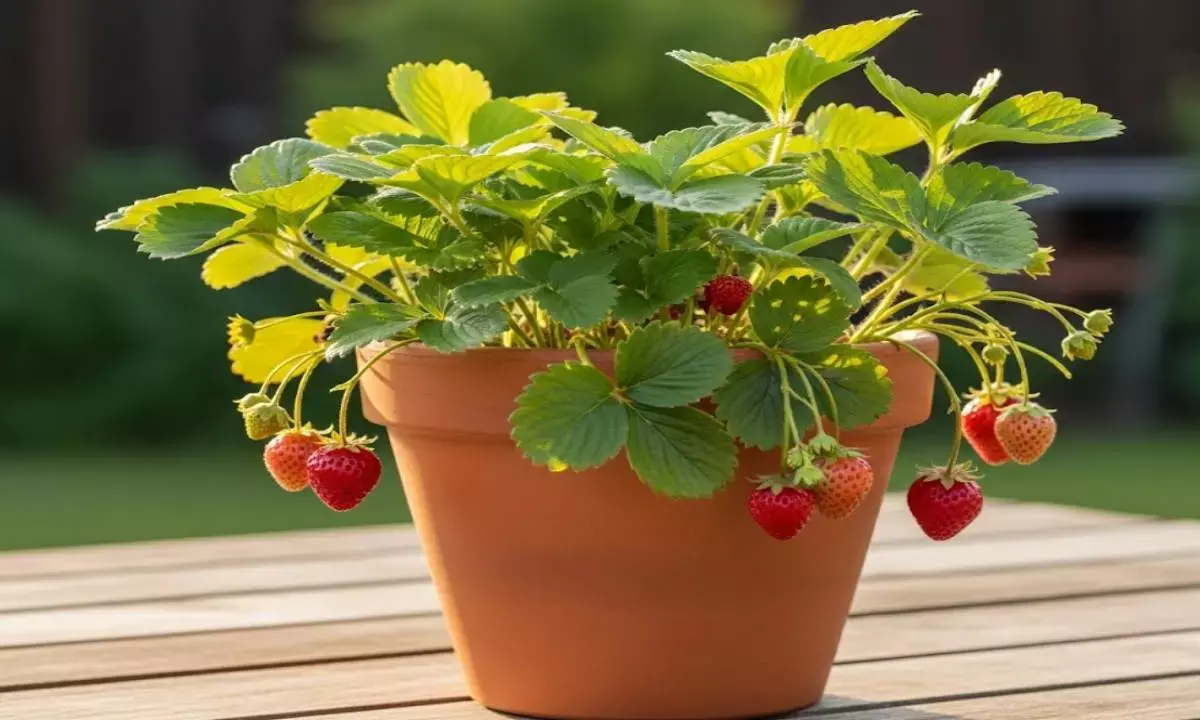 Strawberry plantation tips