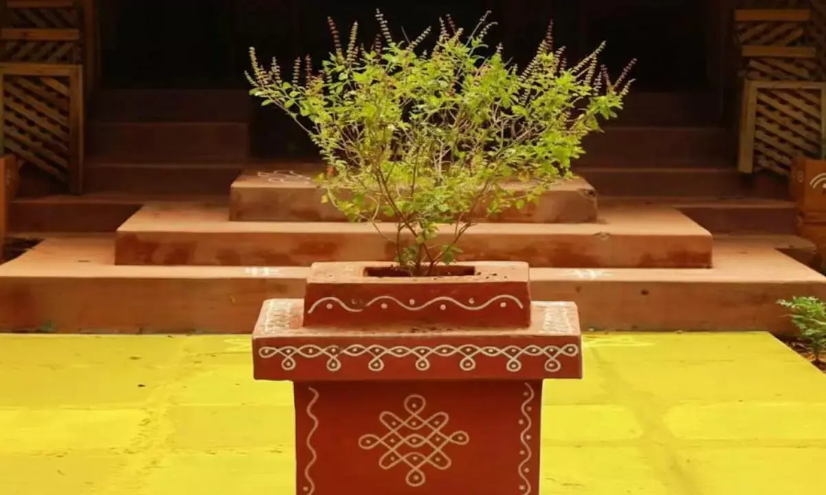 basil plantation tips in a pot