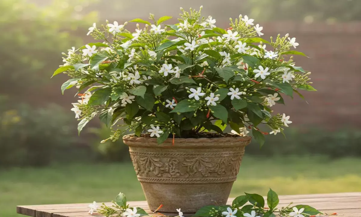 Harsingar plantation tips