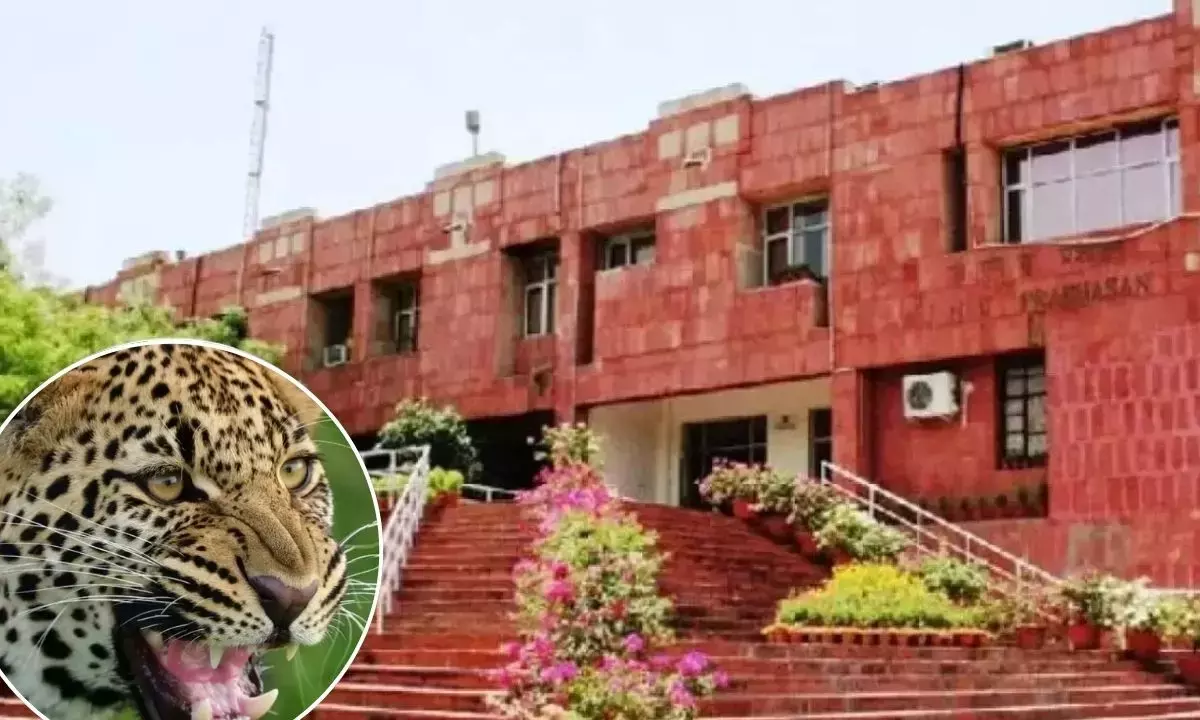 Leopard Spotted in JNU