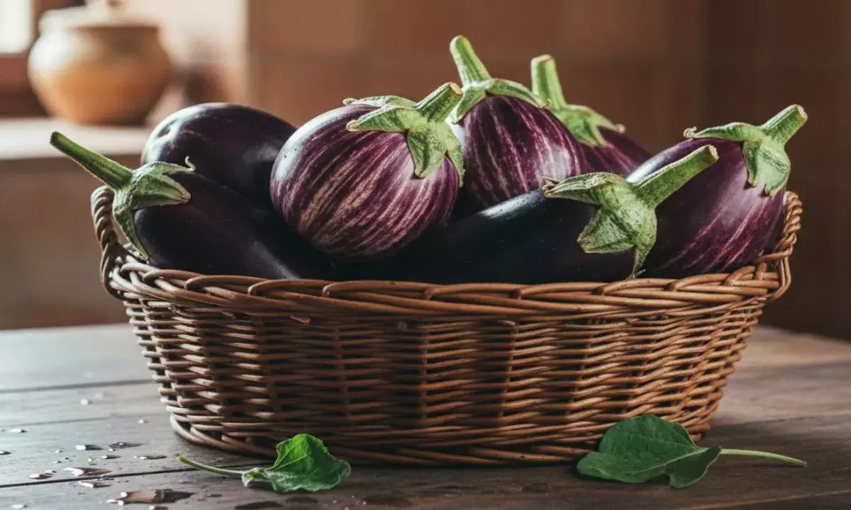 brinjal side effects