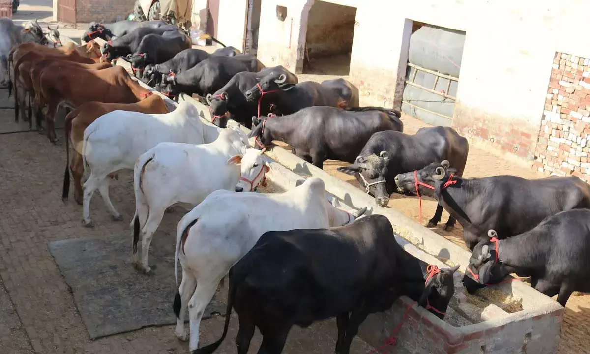 Native breeds of animals