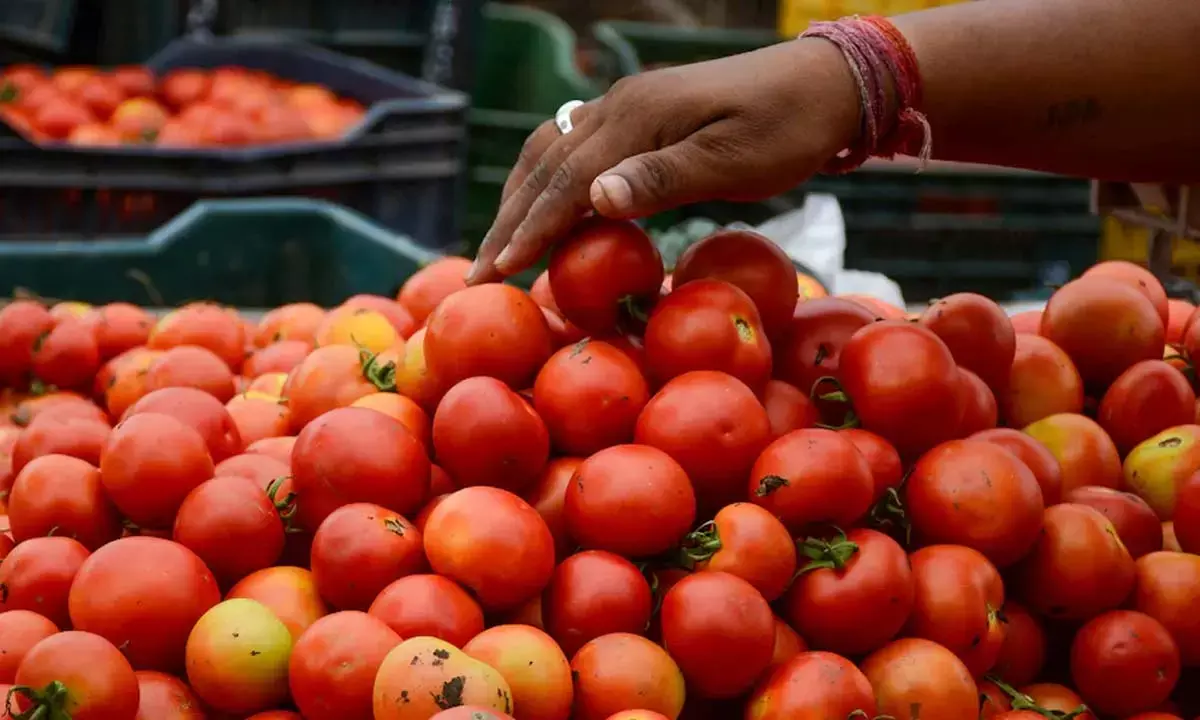 बरसात में भी सस्ता हुआ टमाटर : 70- 80 में बिकने वाला अब 20- 25 में मिलने लगा