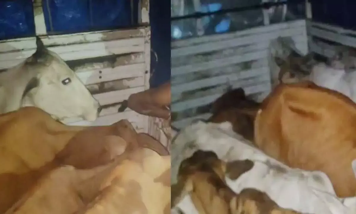 बलौदा बाजार में मवेशी तस्करी का भंडाफोड़