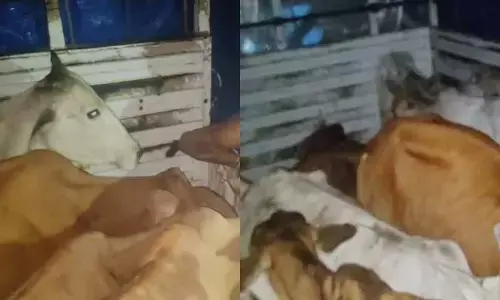 बलौदा बाजार में मवेशी तस्करी का भंडाफोड़ बलौदा बाजार में मवेशी तस्करी का भंडाफोड़