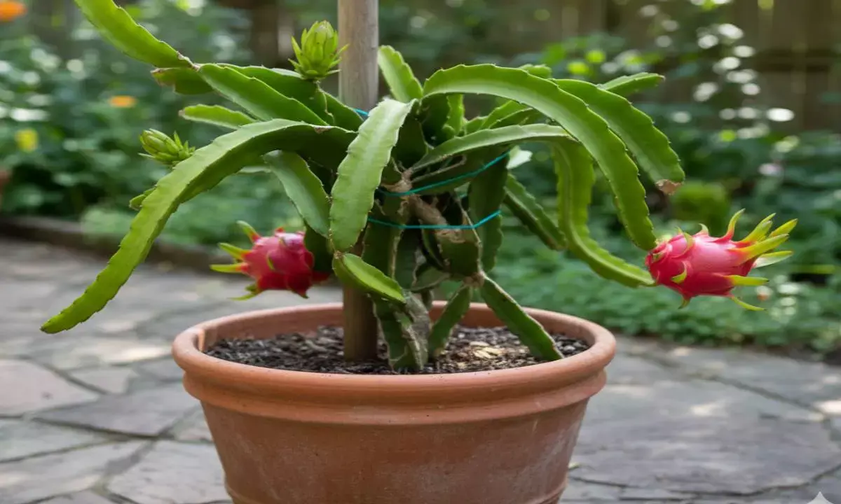 dragon fruits plantation tips