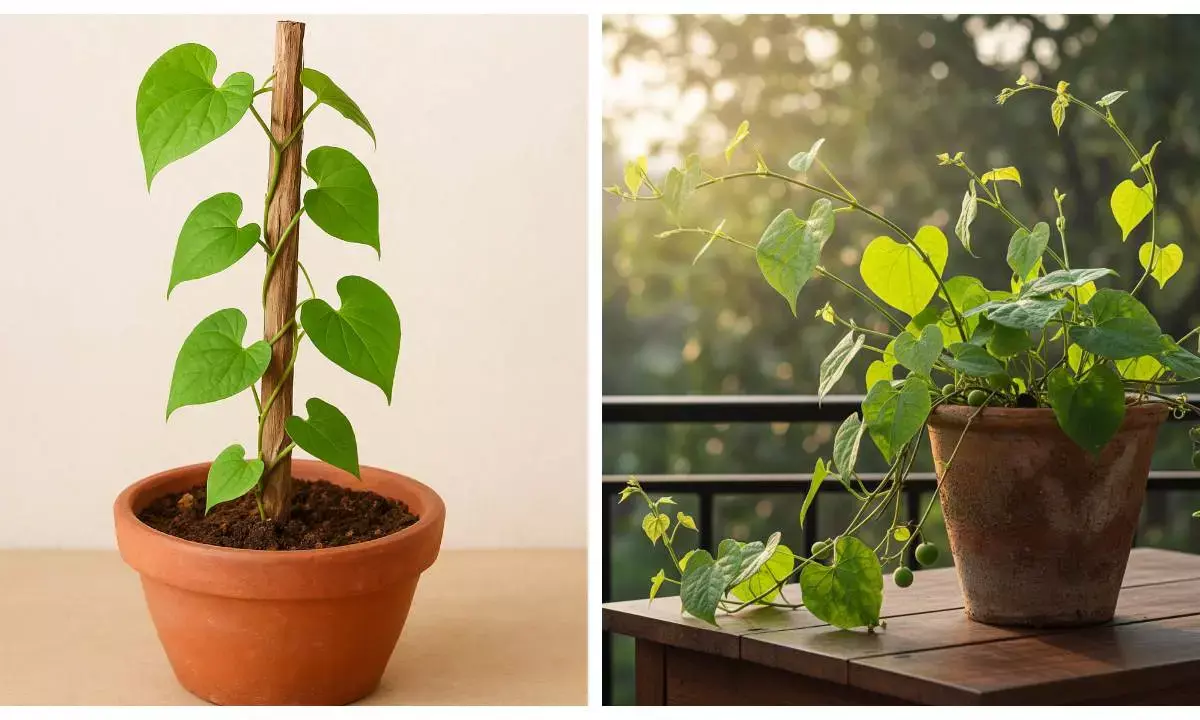 Giloy Plantation Tips