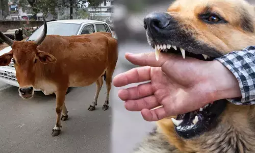 dog bite animal attack