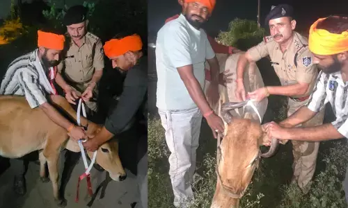 Bhopal cows radium belt