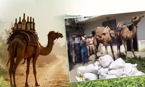 Delhi Police Busted Gang Smuggling Of Illicit Liquor By Camels
