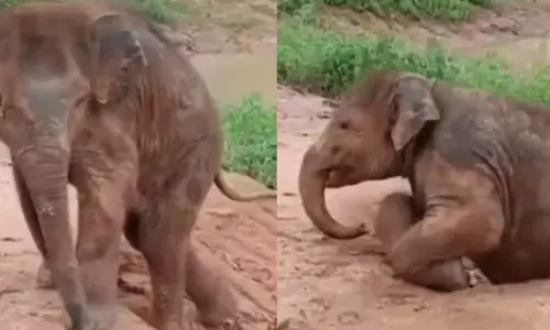 हाथी के नन्हे शावक की मस्तीबाजी