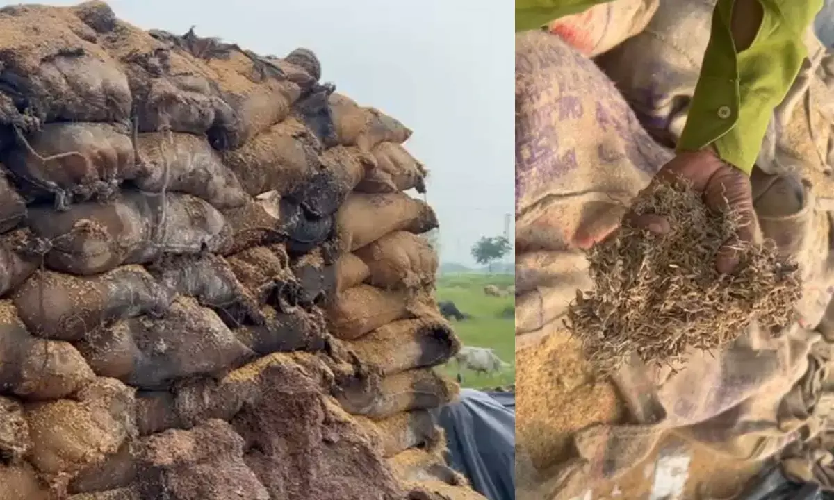 खरीदी केंद्र में ही सड़ गया करोड़ों का धान