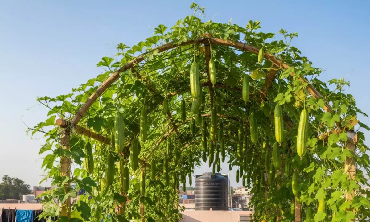 parwal plantation tips