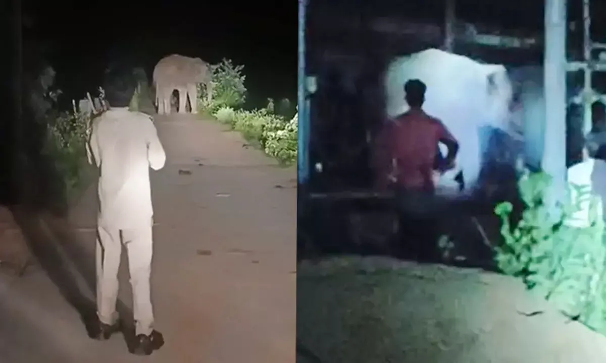 दंतैल हाथी