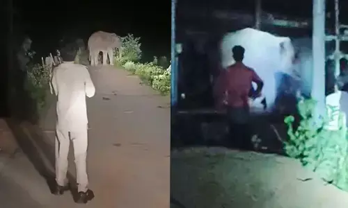 दंतैल हाथी