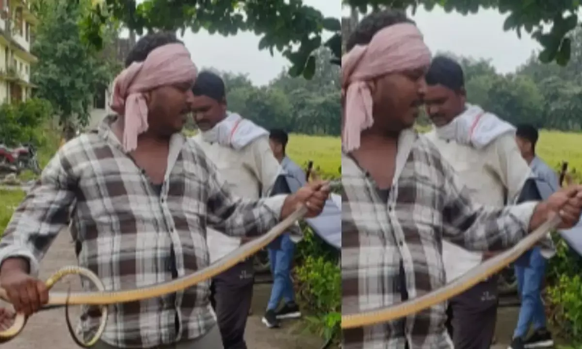 नरसिंहपुर: शासकीय महाविद्यालय की लाइब्रेरी में निकला जहरीला सांप।