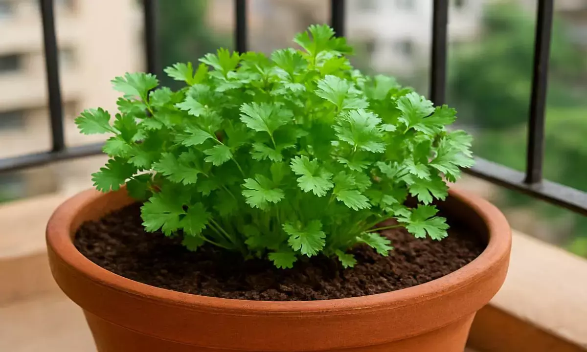 coriander plantation in a pot