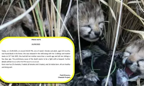 project cheetah kuno national park female cub death