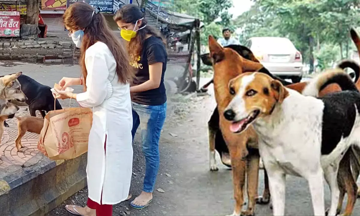 Strict guidelines issued for stray dogs in Delhi