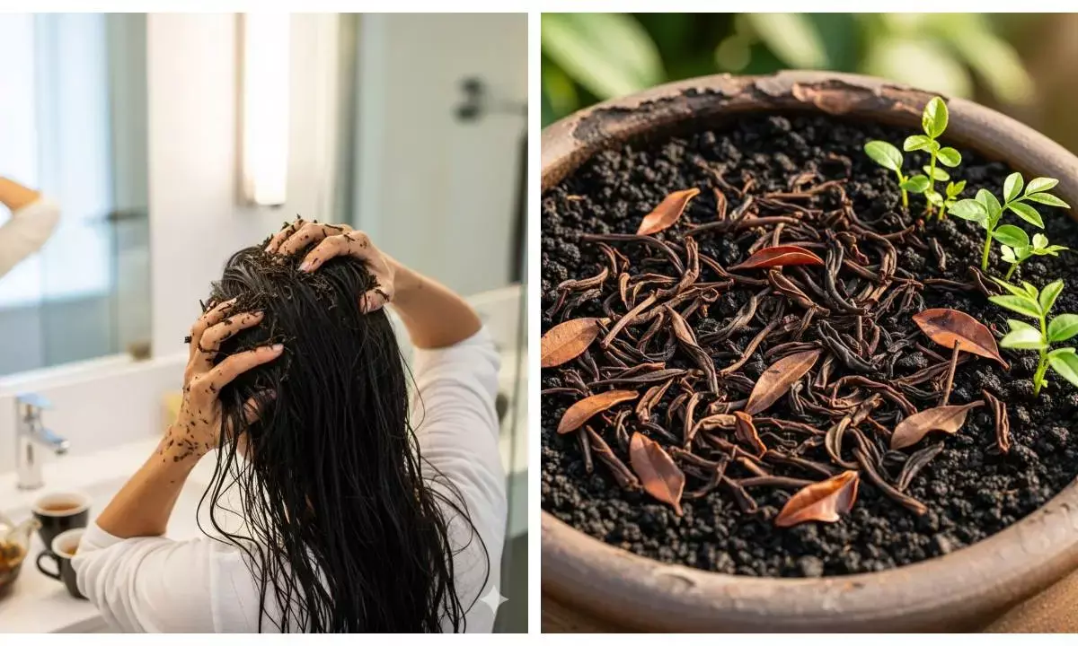 chaipatti ke gharelu upyog tea uses