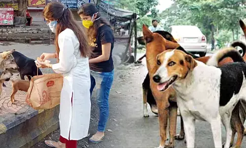 Strict guidelines issued for stray dogs in Delhi