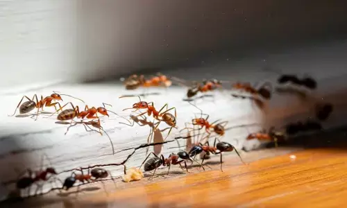how to get rid with red black ants how to get rid with red black ants