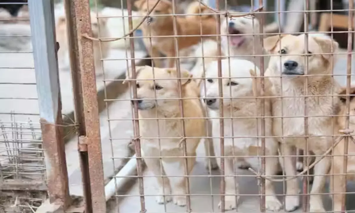 UP dog biting case rules