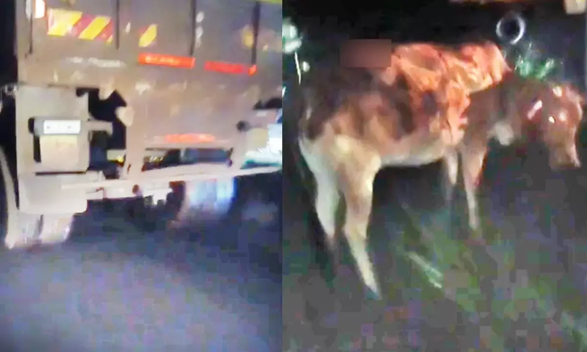 20 गायों की मौत