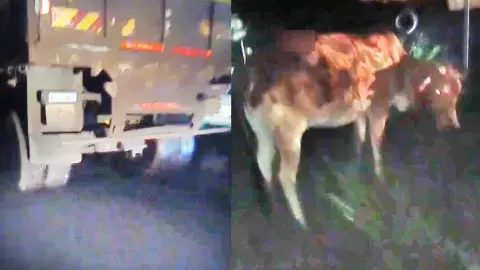 20 गायों की मौत