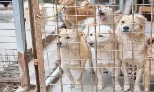 UP dog biting case rules