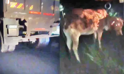 20 गायों की मौत