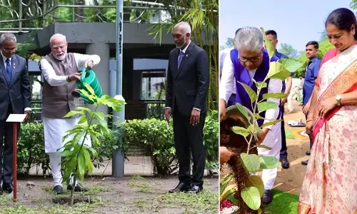 ek ped maa ke naam ek ped maa ke naam