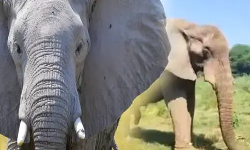 Delhi Zoos only African elephant Shankar dies